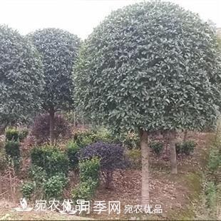 南陽(yáng)精品桂花球，3-5公分桂花苗桂花樹(shù)(圖1)