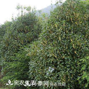 南陽(yáng)精品桂花球，3-5公分桂花苗桂花樹(shù)(圖2)