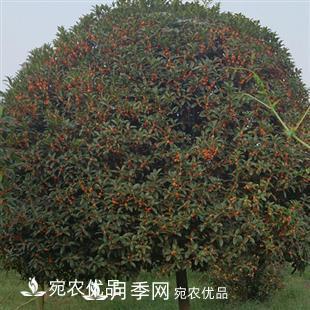 南陽(yáng)精品桂花球，3-5公分桂花苗桂花樹(shù)(圖3)