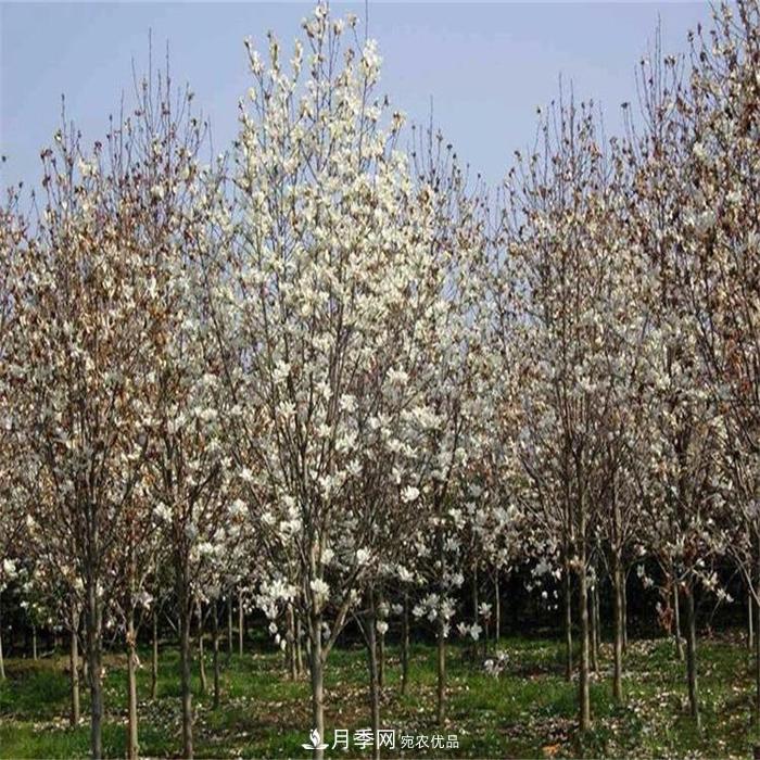 玉蘭之鄉(xiāng)，紫玉蘭紅玉蘭白玉蘭廣玉蘭二喬玉蘭的區(qū)別和價格(圖3)