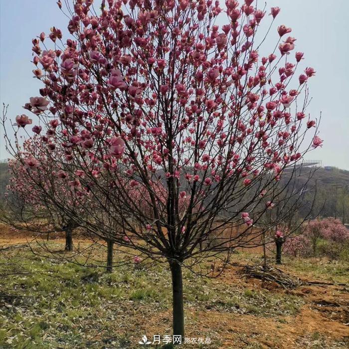 玉蘭之鄉(xiāng)，紫玉蘭紅玉蘭白玉蘭廣玉蘭二喬玉蘭的區(qū)別和價格(圖1)