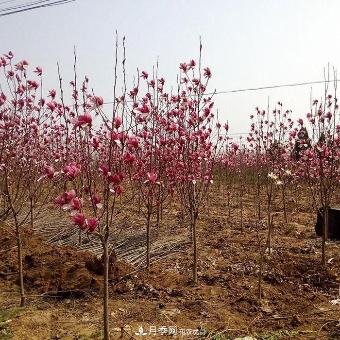 玉蘭之鄉(xiāng)，紫玉蘭紅玉蘭白玉蘭廣玉蘭二喬玉蘭的區(qū)別和價格(圖2)