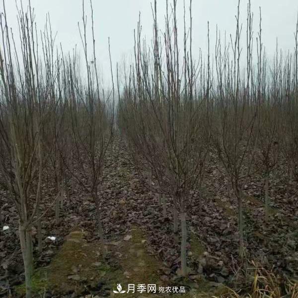 玉蘭之鄉(xiāng)，紫玉蘭紅玉蘭白玉蘭廣玉蘭二喬玉蘭的區(qū)別和價格(圖5)