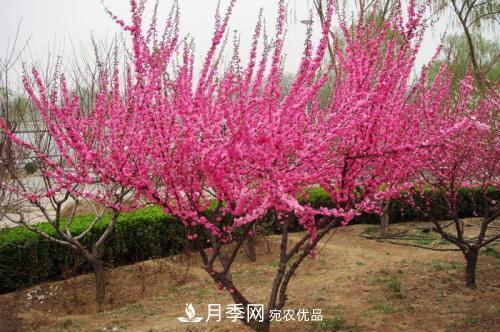 北方種植哪些開花的苗木、花卉比較適合？(圖2)
