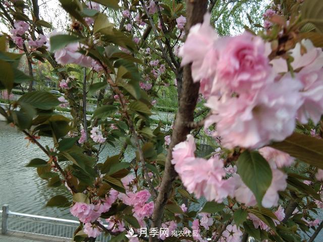 北方種植哪些開花的苗木、花卉比較適合？(圖1)