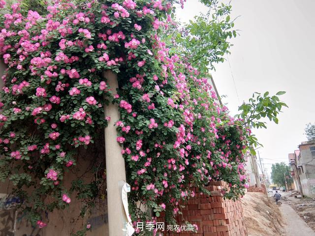 北方種植哪些開花的苗木、花卉比較適合？(圖4)