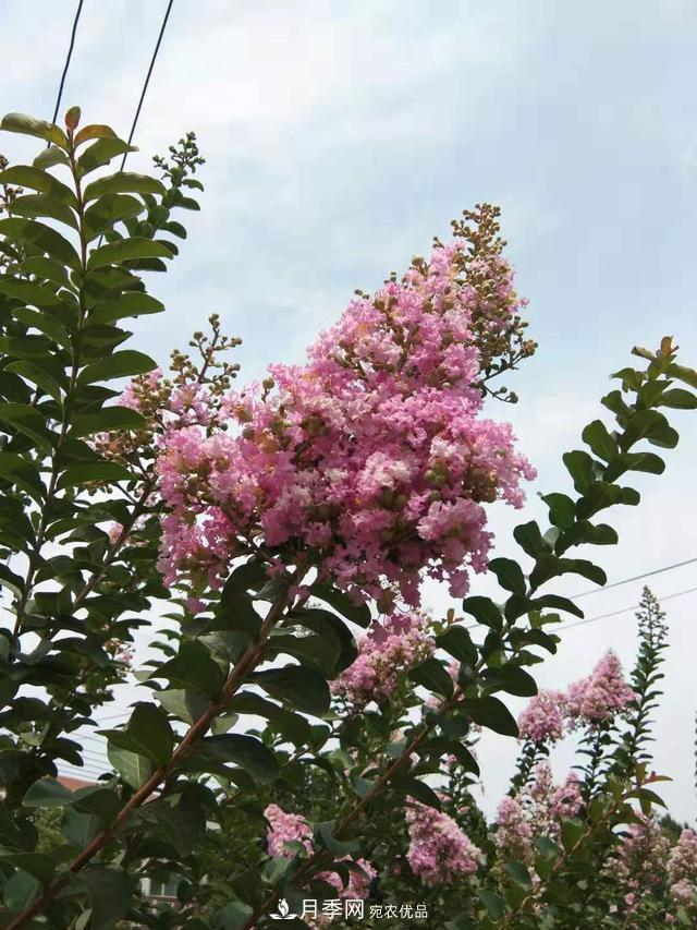 北方種植哪些開花的苗木、花卉比較適合？(圖3)