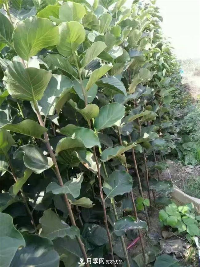 南陽(yáng)玉蘭基地，廣玉蘭苗木繁育技術(shù)(圖2)