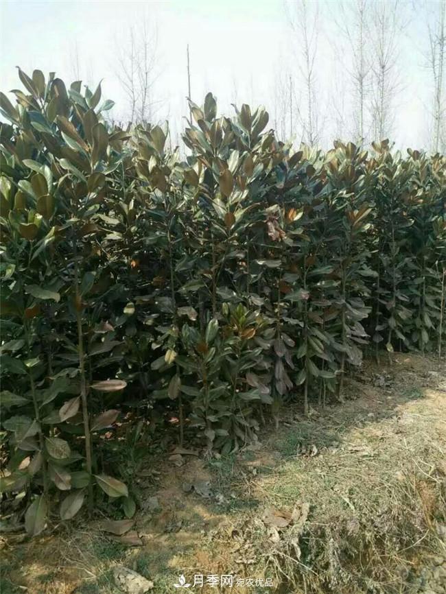 南陽(yáng)玉蘭基地，廣玉蘭苗木繁育技術(shù)(圖1)