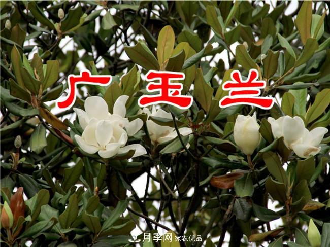 南陽(yáng)玉蘭基地，廣玉蘭苗木繁育技術(shù)(圖3)