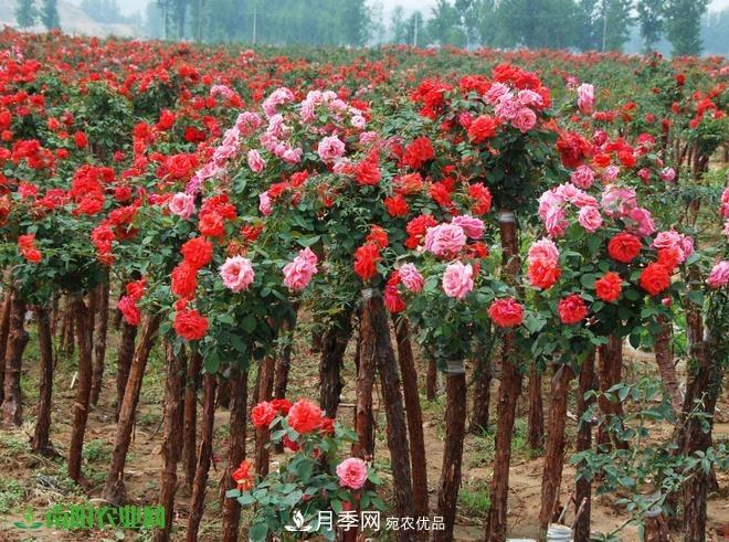疫情之后2020年的苗木花卉行情將有什么變化？淺談建議(圖3)