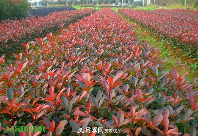 疫情之后2020年的苗木花卉行情將有什么變化？淺談建議(圖2)