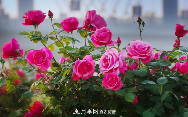中國月季產業(yè)六大痛點待突破(圖1)