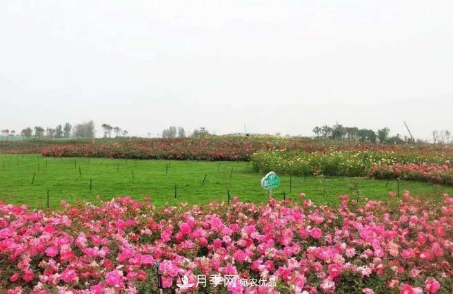 南陽臥龍區(qū)月季產(chǎn)業(yè)發(fā)展的優(yōu)勢和措施(圖1)