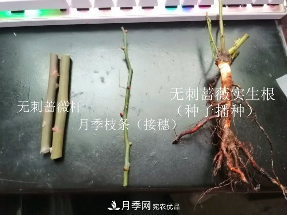 樹狀月季嫁接詳細(xì)教程，輕松養(yǎng)出月季樹！(圖3)