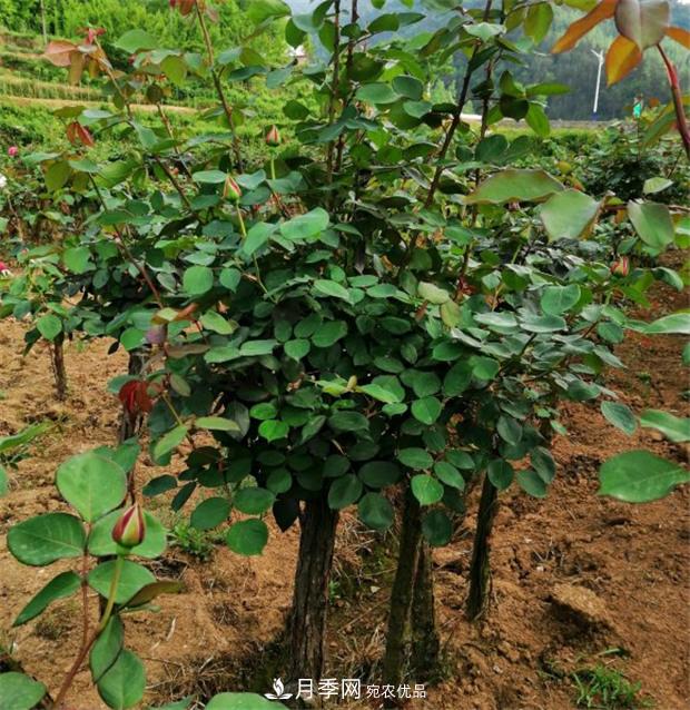 樹狀月季嫁接詳細(xì)教程，輕松養(yǎng)出月季樹！(圖1)