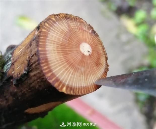 樹狀月季嫁接詳細(xì)教程，輕松養(yǎng)出月季樹！(圖2)