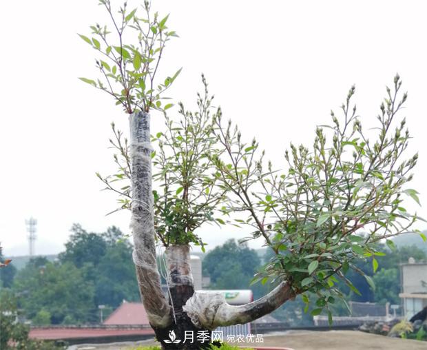 樹狀月季嫁接詳細(xì)教程，輕松養(yǎng)出月季樹！(圖4)