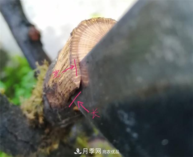 樹狀月季嫁接詳細(xì)教程，輕松養(yǎng)出月季樹！(圖5)