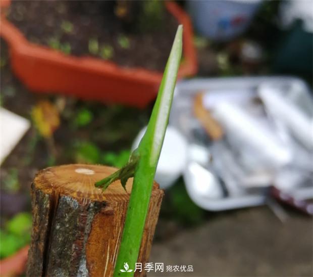 樹狀月季嫁接詳細(xì)教程，輕松養(yǎng)出月季樹！(圖6)