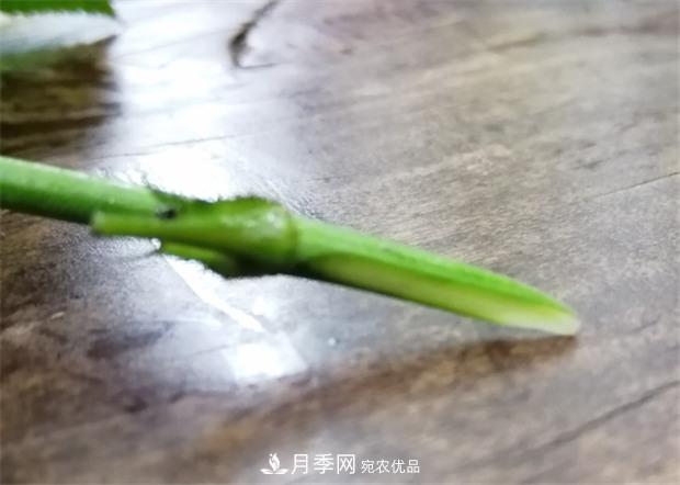 樹狀月季嫁接詳細(xì)教程，輕松養(yǎng)出月季樹！(圖7)