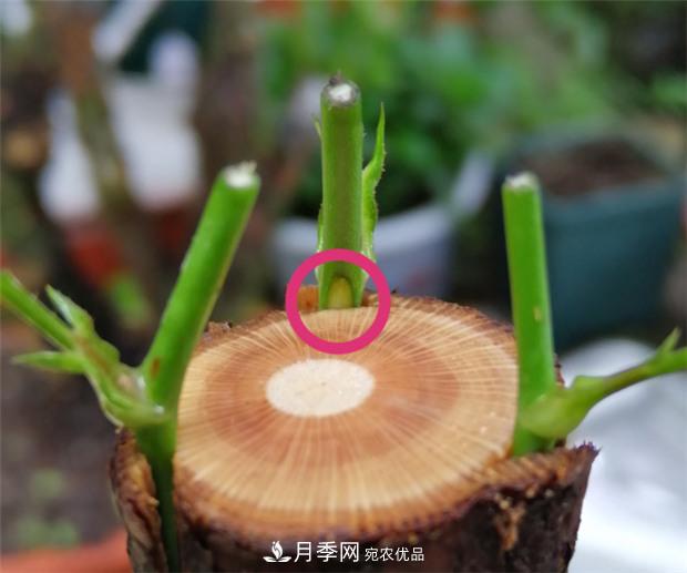 樹狀月季嫁接詳細(xì)教程，輕松養(yǎng)出月季樹！(圖9)