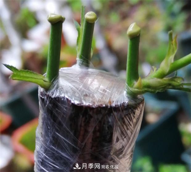 樹狀月季嫁接詳細(xì)教程，輕松養(yǎng)出月季樹！(圖10)