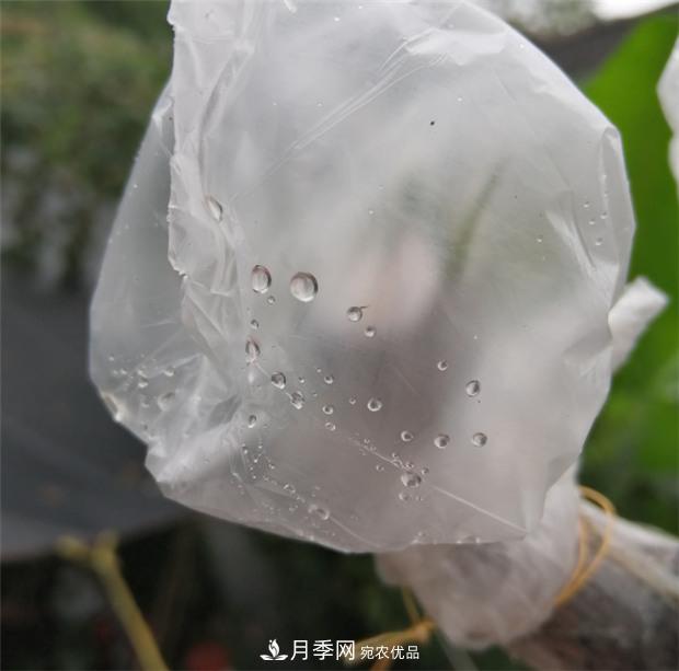 樹狀月季嫁接詳細(xì)教程，輕松養(yǎng)出月季樹！(圖11)