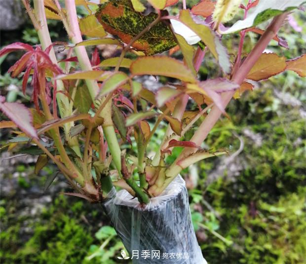 樹狀月季嫁接詳細(xì)教程，輕松養(yǎng)出月季樹！(圖12)