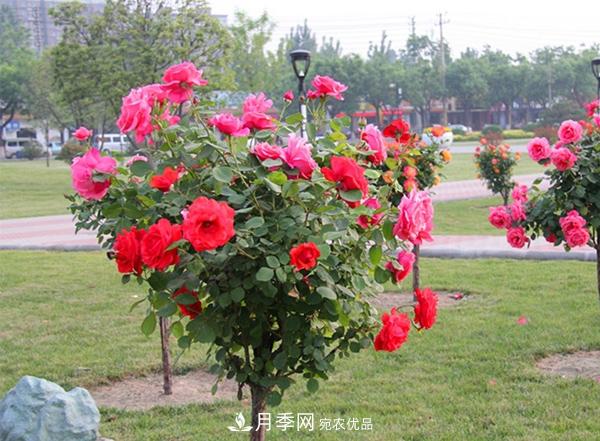 樹狀月季嫁接詳細(xì)教程，輕松養(yǎng)出月季樹！(圖13)