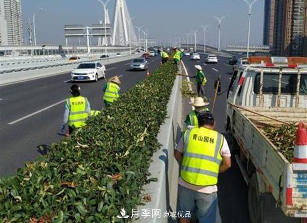 武漢園林工人高溫下修枝除草，守護(hù)城市月季景觀(圖2)