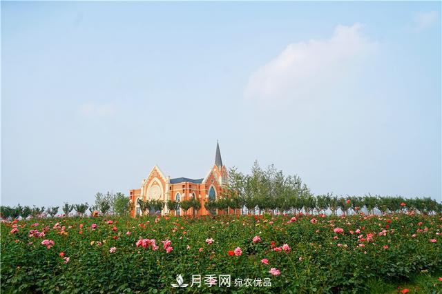 山東濟(jì)南的后花園，童話(huà)般月季花王國(guó)，300畝900個(gè)品種月季花盛放(圖2)