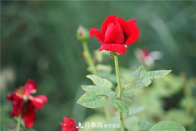 山東濟(jì)南的后花園，童話(huà)般月季花王國(guó)，300畝900個(gè)品種月季花盛放(圖7)