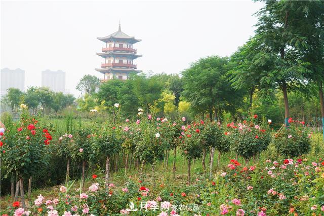 山東濟(jì)南的后花園，童話(huà)般月季花王國(guó)，300畝900個(gè)品種月季花盛放(圖5)