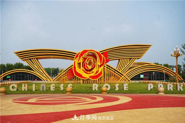 山東濟(jì)南的后花園，童話(huà)般月季花王國(guó)，300畝900個(gè)品種月季花盛放(圖10)