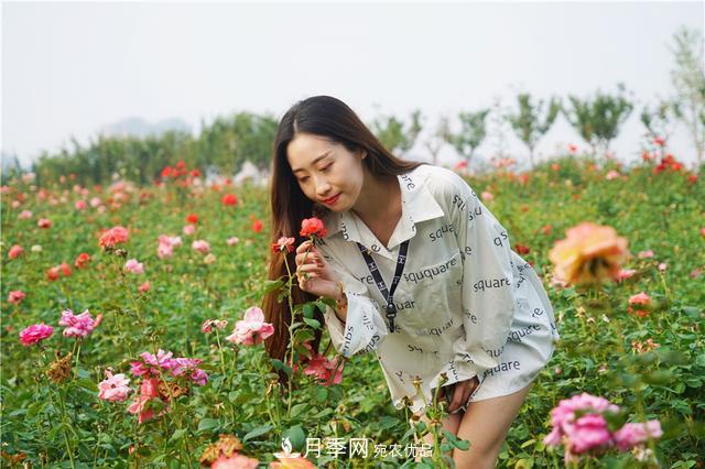 山東濟(jì)南的后花園，童話(huà)般月季花王國(guó)，300畝900個(gè)品種月季花盛放(圖8)