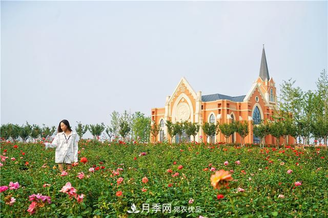 山東濟(jì)南的后花園，童話(huà)般月季花王國(guó)，300畝900個(gè)品種月季花盛放(圖6)