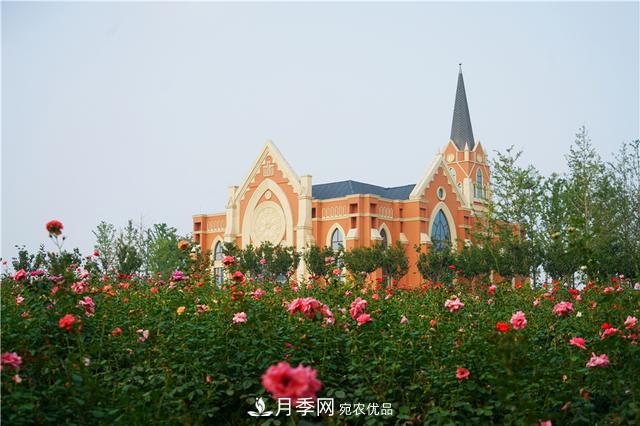 山東濟(jì)南的后花園，童話(huà)般月季花王國(guó)，300畝900個(gè)品種月季花盛放(圖11)