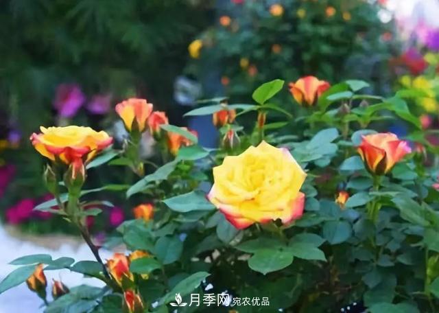 超實(shí)用的月季全年養(yǎng)護(hù)指南(圖2)