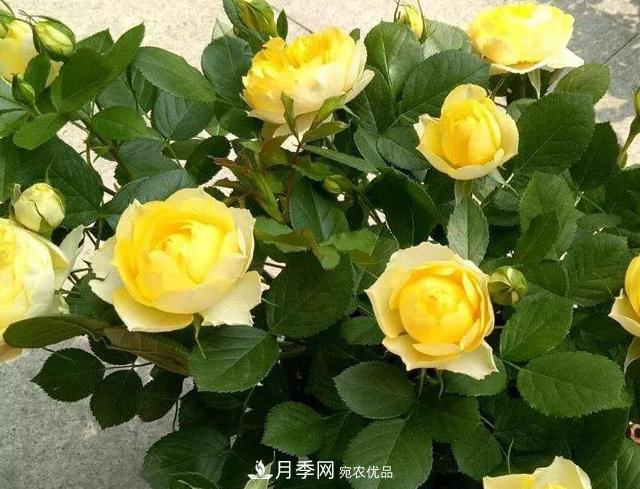 超實(shí)用的月季全年養(yǎng)護(hù)指南(圖4)
