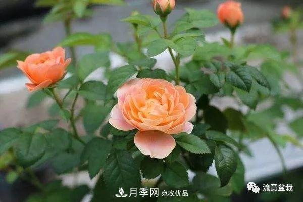 超實(shí)用的月季全年養(yǎng)護(hù)指南(圖1)