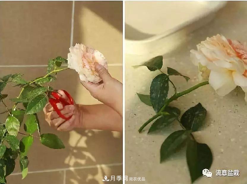 超實(shí)用的月季全年養(yǎng)護(hù)指南(圖5)