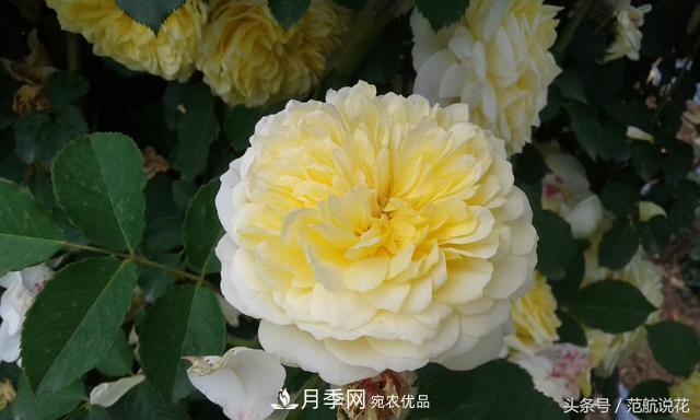 月季知識知多少？這可能是世上***全的月季百科知識！(圖1)