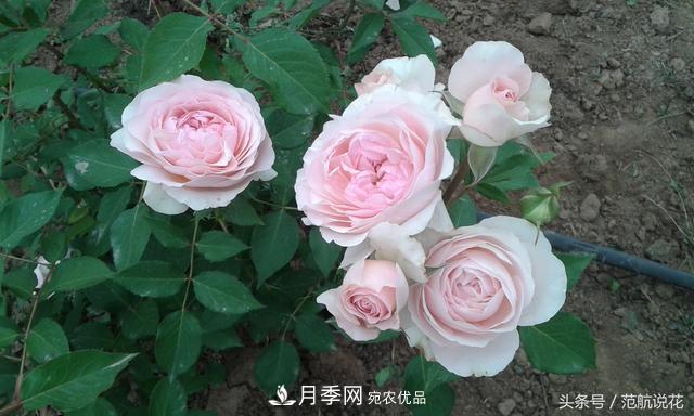 月季知識知多少？這可能是世上***全的月季百科知識！(圖4)