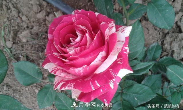 月季知識知多少？這可能是世上***全的月季百科知識！(圖3)