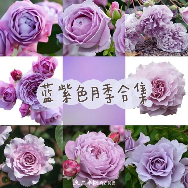 熱門的藍紫色月季品種盤點，你喜歡哪一款呢？(圖1)