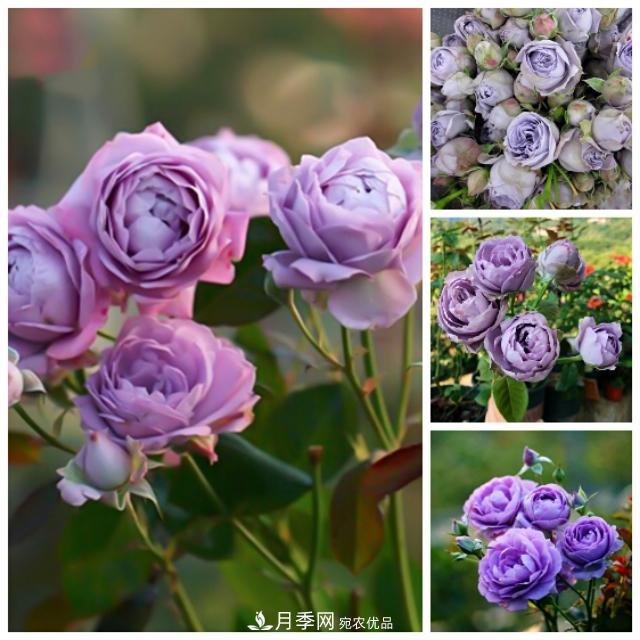 熱門的藍紫色月季品種盤點，你喜歡哪一款呢？(圖4)