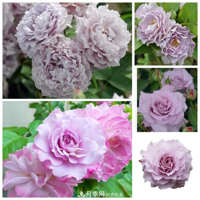 熱門的藍紫色月季品種盤點，你喜歡哪一款呢？(圖9)