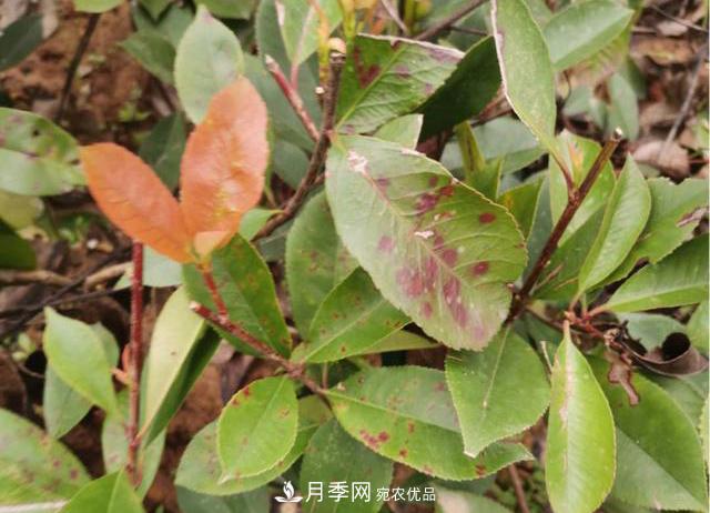 雨季石楠苗木葉斑病盛行，園林人注意防治(圖1)
