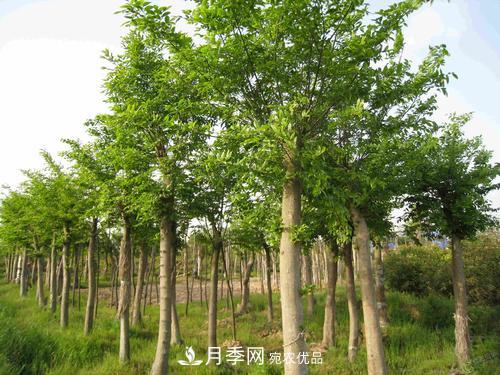 恢復(fù)移栽苗木長勢，技術(shù)措施看這里(圖1)